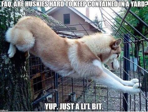 30 Best Husky Jokes The Internets Best Puns And Memes