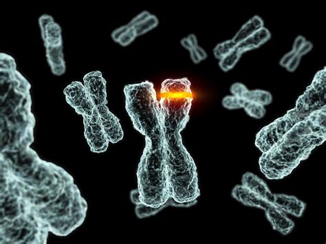 4 Types Of Chromosome Mutations Evolution And Genetics