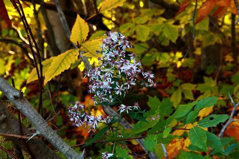 Autumn Flowers Foliage Leaves Foliage Free Nature Pictures By