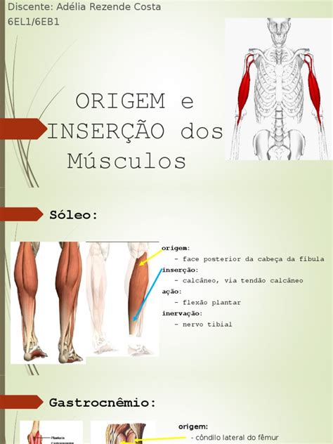 Origem E Inserção Dos Músculos Pdf Sistema Locomotor Membros