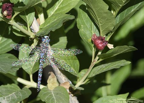 Not A Blue Eyed Darner Dragonfly Other Things With Wings Mia