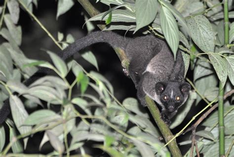 Small Toothed Palm Civet Animal Of The World Wiki Fandom