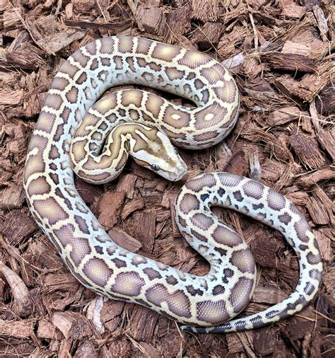 Hypo Dh Albinogranite Burmese Python By John Chausmer Reptiles