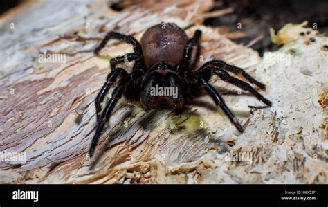 A Sydney Funnel Web Spider Atrax Robustus One Of The Deadliest Spiders