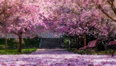 Nella cultura samurai, ammirare la brevissima fioritura dei sakura è. Magia in Giappone: i ciliegi fioriscono con 6 mesi d ...