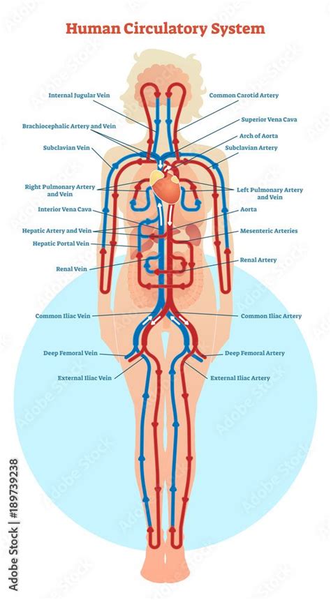 Lymphatic System Anatomical Vector Illustration Diagram Educational Medical Scheme Stock