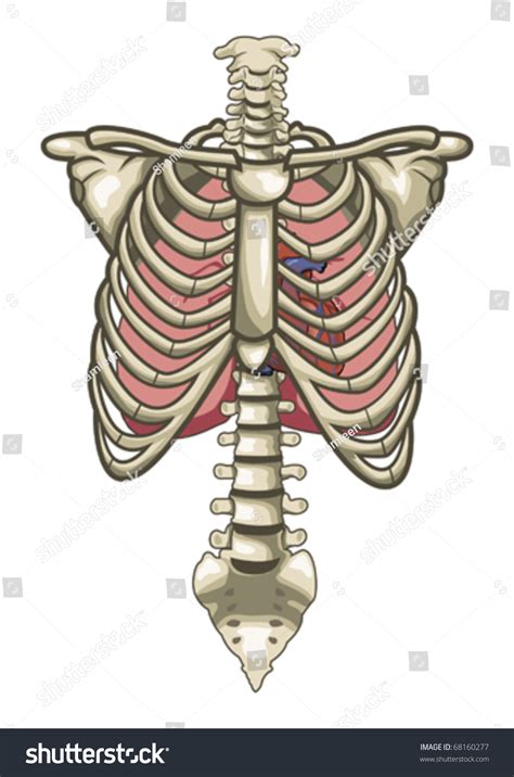 Human Anatomy Torso Skeleton Isolated White Vetor Stock Livre De