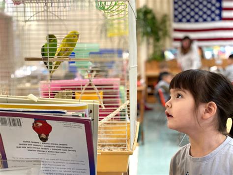 Arborland Montessoris Programs Infant 8th Grade