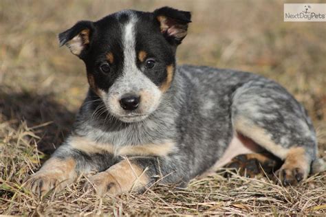Youll Love This Male Australian Cattle Dogblue Heeler Puppy Looking