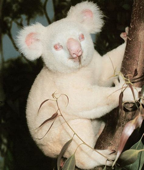 Koala With Pink Nose Rare Albino Animals Unusual Animals Animals
