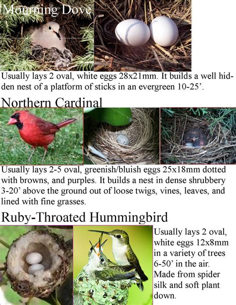 47 Best Ideas For Coloring Bird Nest Identification