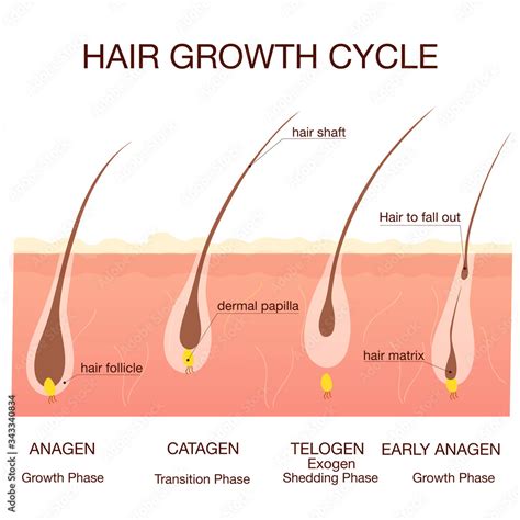 Hair Growth Phase Step By Stepmedical Infographicsconceptstages Of