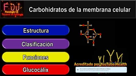 Membrana Celular Membrana Plasmática Carbohidratos En La Membrana