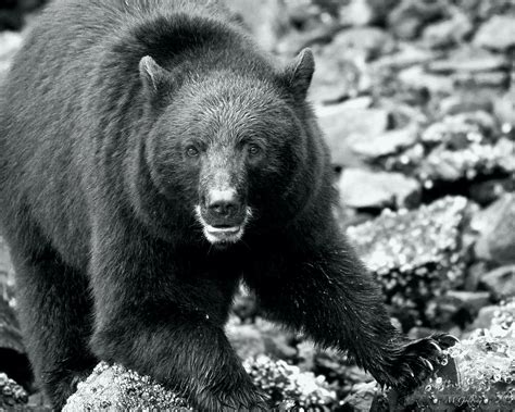 Mom On Watch Black Bear Stare Down Mark Golding Flickr