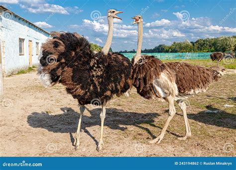 Beautiful Ostriches On A Farm Against A Blue Sky Stock Photo Image Of