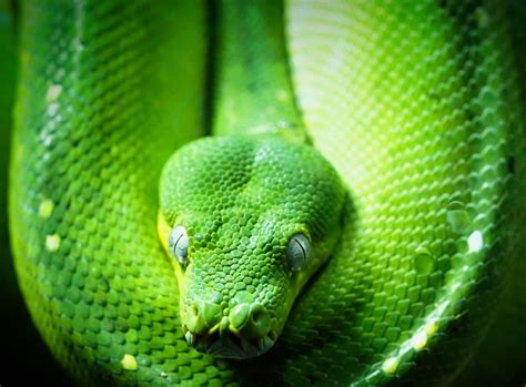 Reptilia Chameleon Snakes Flickr