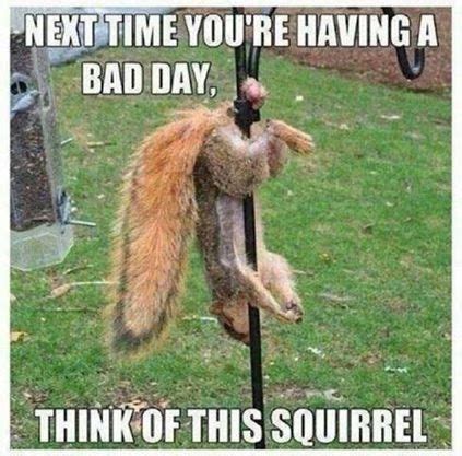 Squirrel Hung By The Balls Squirrel Funny Squirrel Memes Squirrel Pictures