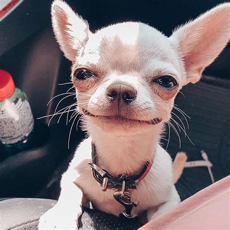 9 Things Every Chihuahua Owner Knows