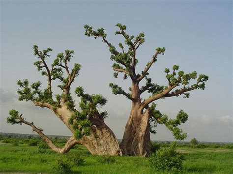 Baobab Tree In Kissane Near Thies Senegal 2006 By Pascal Baobab Via Flickr Baobab Tree