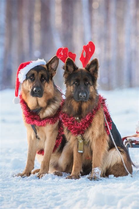 Two German Shepherd Dogs Dressed Like Christmas Reindeers With Sleigh