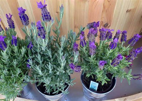 27 Lavender Varieties For Growing In Pots And Outdoor Hort Zone