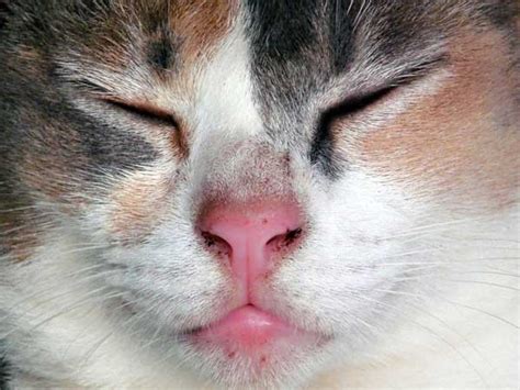 The cat flea's mouth is made up of three sections: Our Best Tips for Dealing With Seasonal Skin Allergies in ...