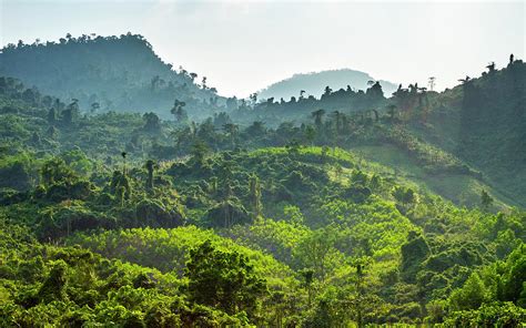 Lush Green Jungle Landscape Along Ho Chi Minh Highway West Vietnam