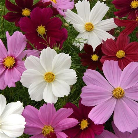 Cosmos Seeds 43 Top Cosmos Annual Flower Seeds