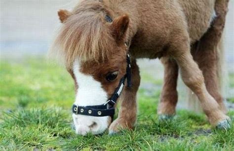 Cute Miniature Horse Koda Barnorama