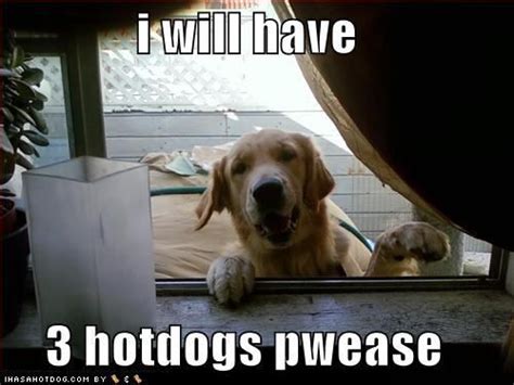 Funny Image Gallery Very Funny Dog Pictures With Captions N Funny