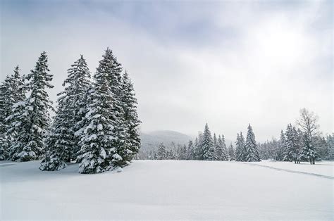 Panoramic Snowy Winter Forest Landscape By Mmac72