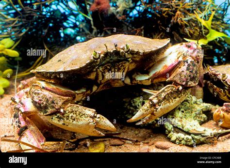 Atlantic Rock Crab Cancer Irroratus Stock Photo Alamy