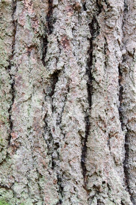 Tree Bark In A Rainforest Stock Photos