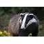 Badger Cull Update  Animal Aid
