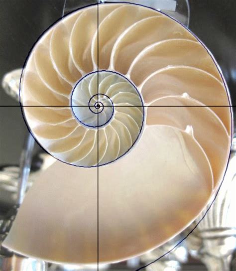 The Nautilus Shell Spiral As A Golden Spiral Golden Ratio Spiral