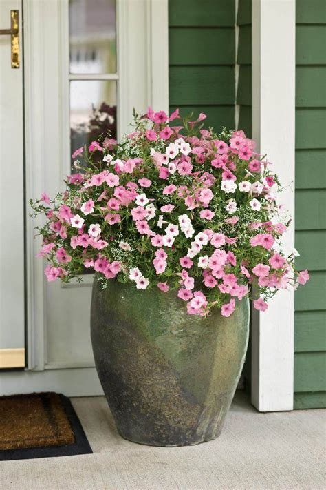 A visitor can find them all over the grounds of versailles. The 25+ best Front door plants ideas on Pinterest | Front ...