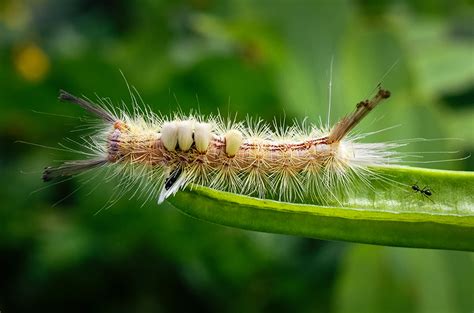 Fuzzy Caterpillars That Leave Painful Stinging Rashes Appear In Florida
