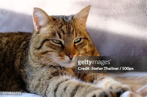 Closeup Portrait Of A Cat Photo Getty Images