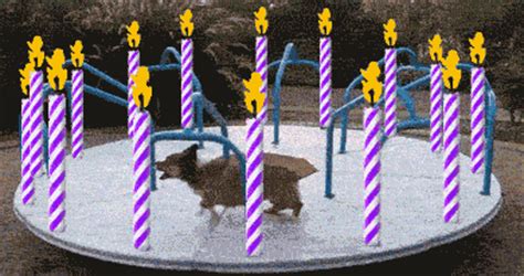 Everyone wants compliments from captain jack sparrow from small to large, and the student, and her grandmother. New trending GIF tagged dog birthday running happy… | Trending Gifs