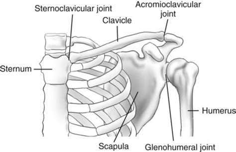 The background music used in the. Upper Limb and Shoulder Girdle | Radiology Key