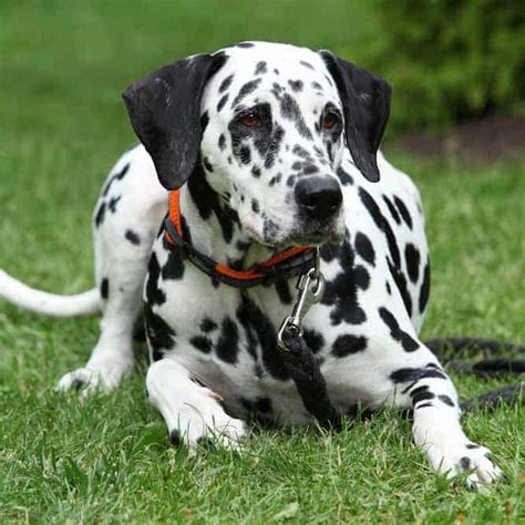 Dalmatian Temperament Energetic Outgoing A Great First Dog To Own