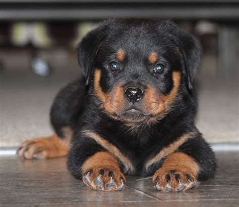 Rottweiler Puppies Dogs And Puppies Pinterest Rottweiler Puppies