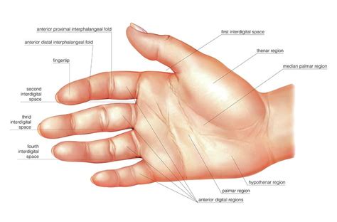 Anatomy Regions Of The Hand By Asklepios Medical Atlas