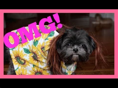 How to be a dog in minecraft ! How To Turn Your Dog Into a Human! | OMMyGoshTV - YouTube