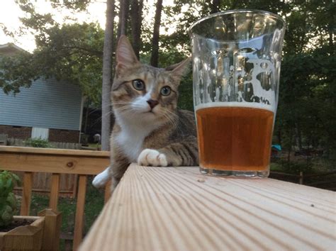 Cats With Beer