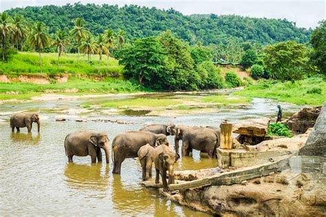 See more ideas about elephant rock, yala, sri lanka. Pinnawala Elephant Orphanage - 【Lakpura™】