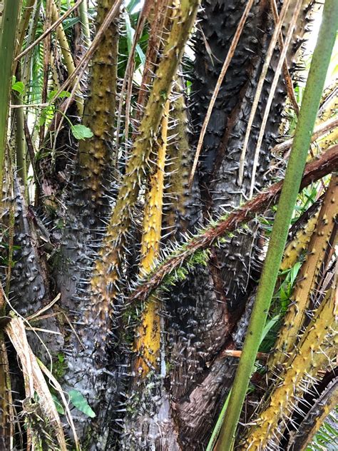 Floribunda palms & exotics price list to align. Eugeissona tristis - Floribunda Palms & Exotics