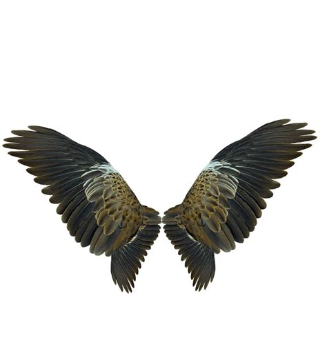 Eagle Wing Png Png Image Collection