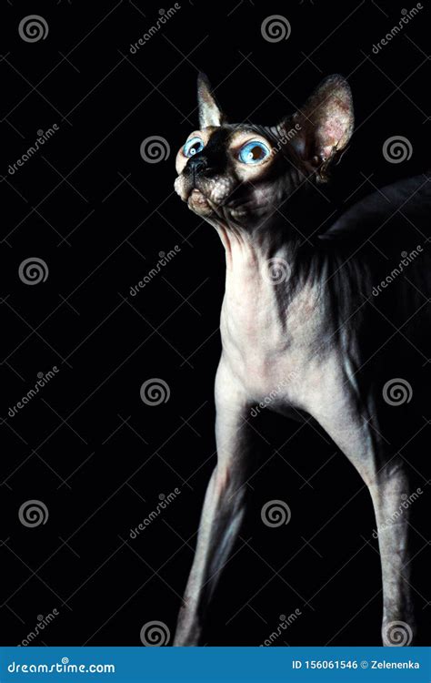 Sphynx Cat Stock Photo Image Of Portrait Ears Head 156061546