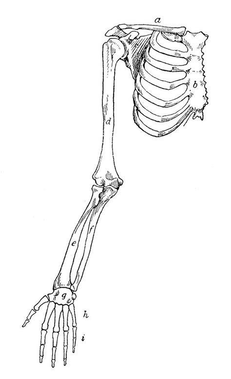 Bones Hand Anatomy Wrist Bone Skeleton Human Diagram Labeled Carpal